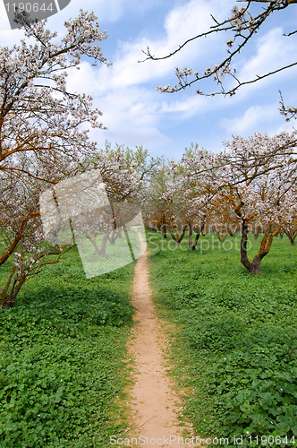 Image of blooming almond trees