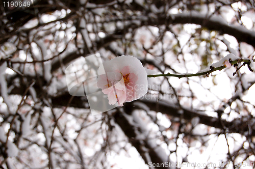 Image of plum tree blossom