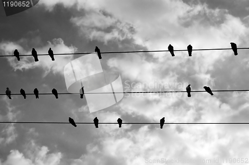 Image of birds on a wire