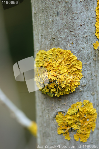 Image of branch wood texture