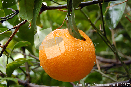 Image of fresh orange with raindrops