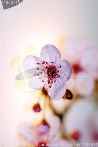 Image of cherry tree blossom