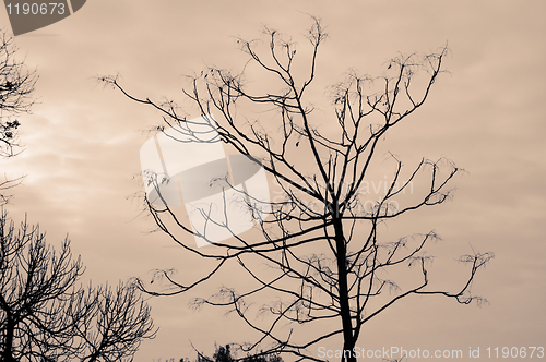 Image of sepia trees