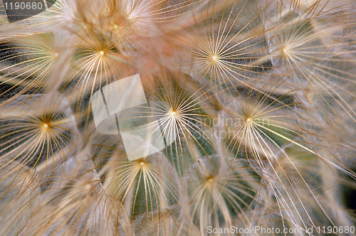 Image of dandelion background