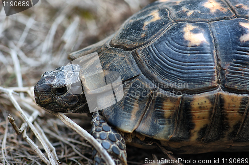 Image of crawling turtle