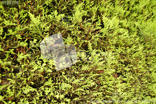 Image of fir tree texture