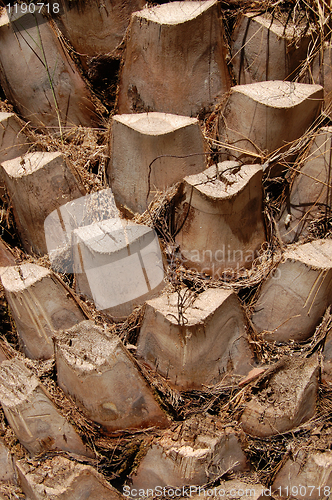 Image of palm tree trunk