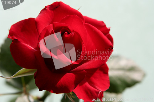 Image of Sad red rose