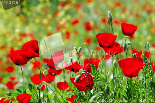 Image of poppy field