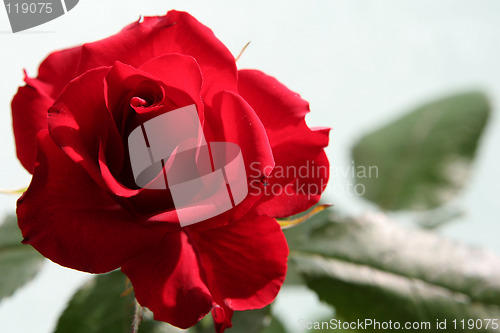 Image of Sad red rose