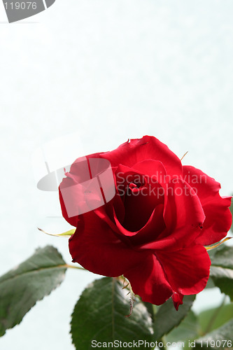 Image of Sad red rose