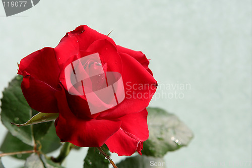 Image of Sad red rose