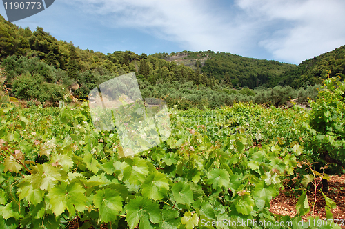 Image of Vineyard