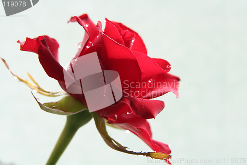 Image of Sad red rose