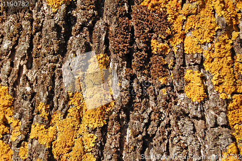 Image of olive tree trunk wood texture