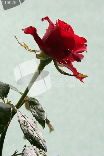 Image of Sad red rose