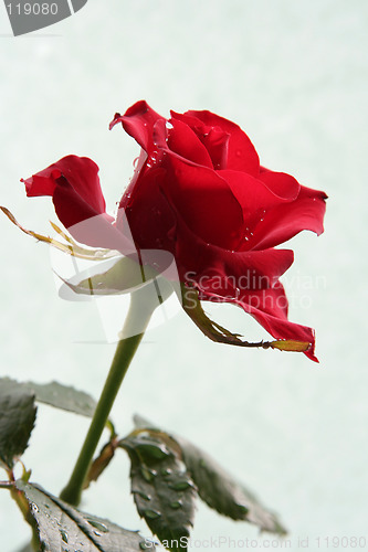 Image of Sad red rose