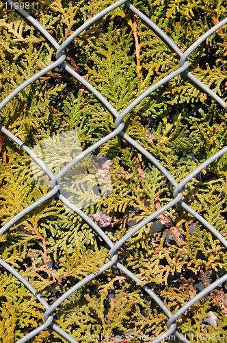 Image of wire metal fence and fir tree texture