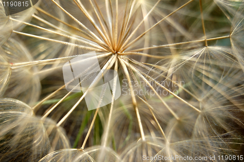 Image of dandelion plant