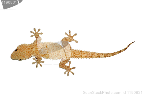 Image of small lizard