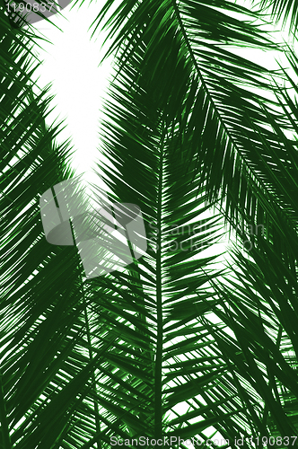 Image of palm tree