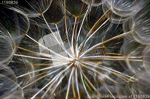 Image of dandelion detail