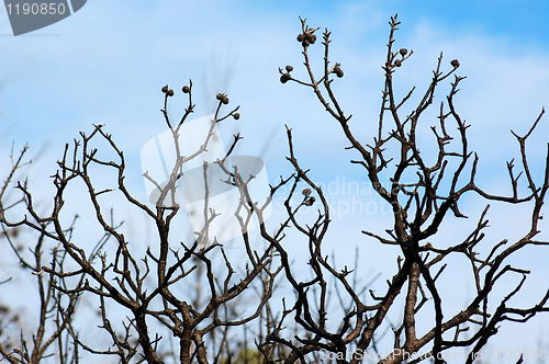 Image of burned oak tree