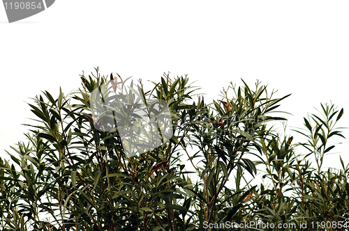 Image of oleander leaves