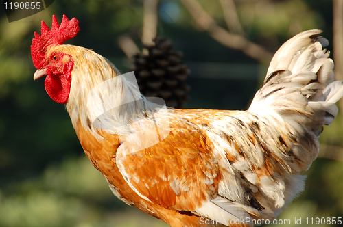 Image of Free range rooster