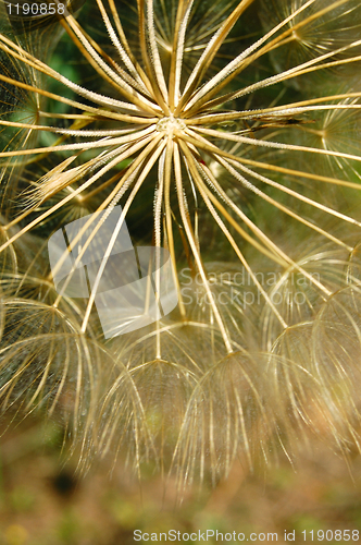 Image of dandelion macro