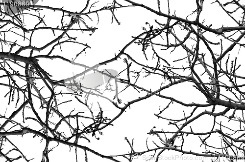 Image of tree branches pattern