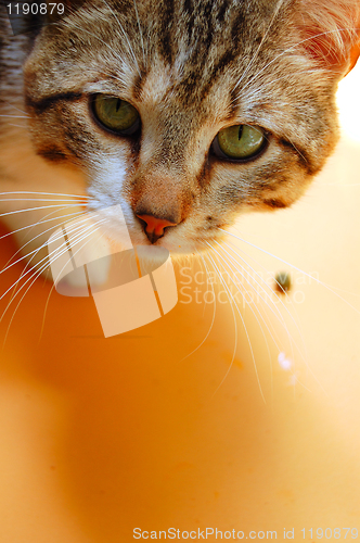 Image of grey cat