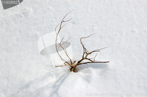 Image of frozen plant