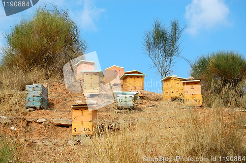 Image of wooden beehives