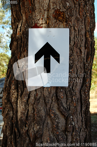 Image of tree and arrow