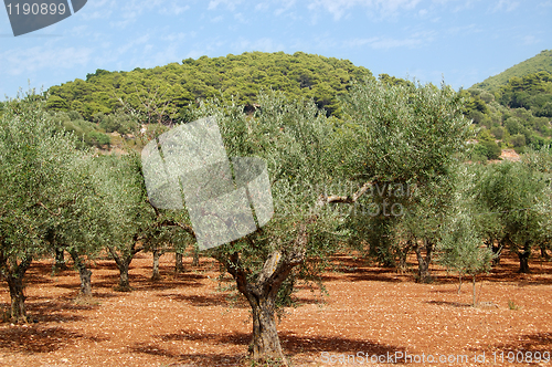 Image of olive trees