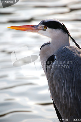 Image of Heron