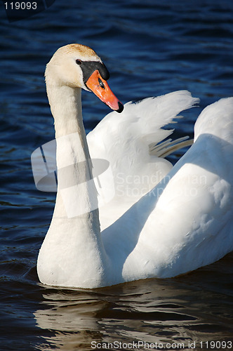 Image of Swan