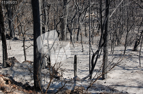 Image of burned forest