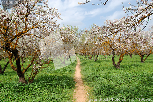 Image of almond trees