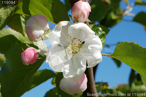 Image of Apple tree