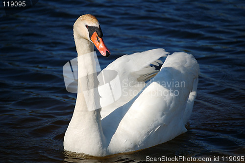 Image of Swan