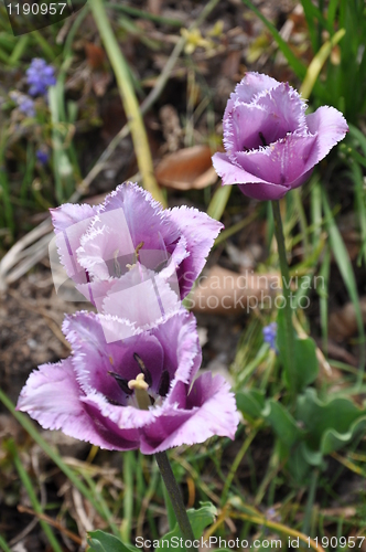 Image of Purple Flowers