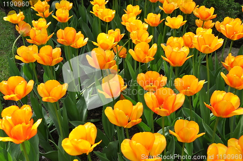 Image of Yellow Flowers