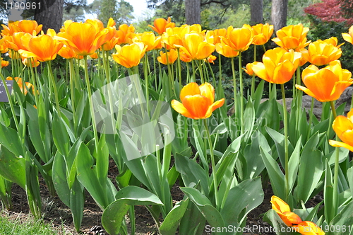 Image of Tulips