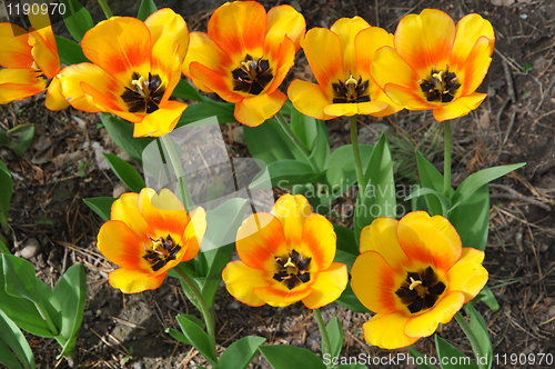 Image of Tulips