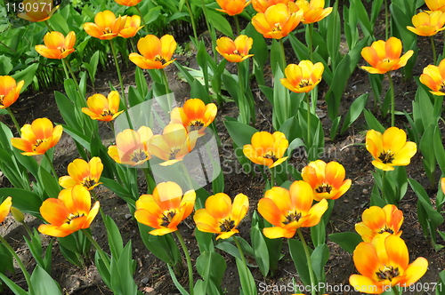 Image of Tulips