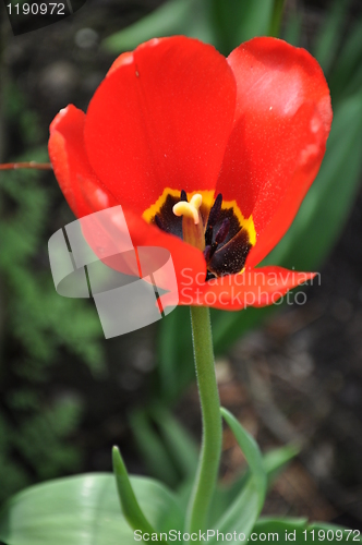 Image of Tulip