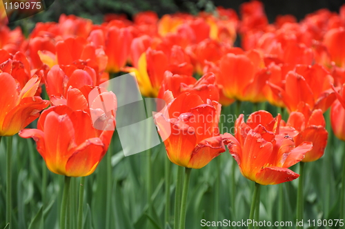 Image of Tulips