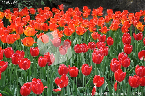 Image of Tulips